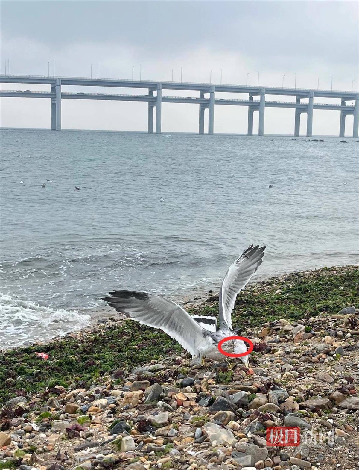 女子游大连接连看到两只海鸥被竹签穿身，呼吁游客不要用竹签插食投喂，当地回应
