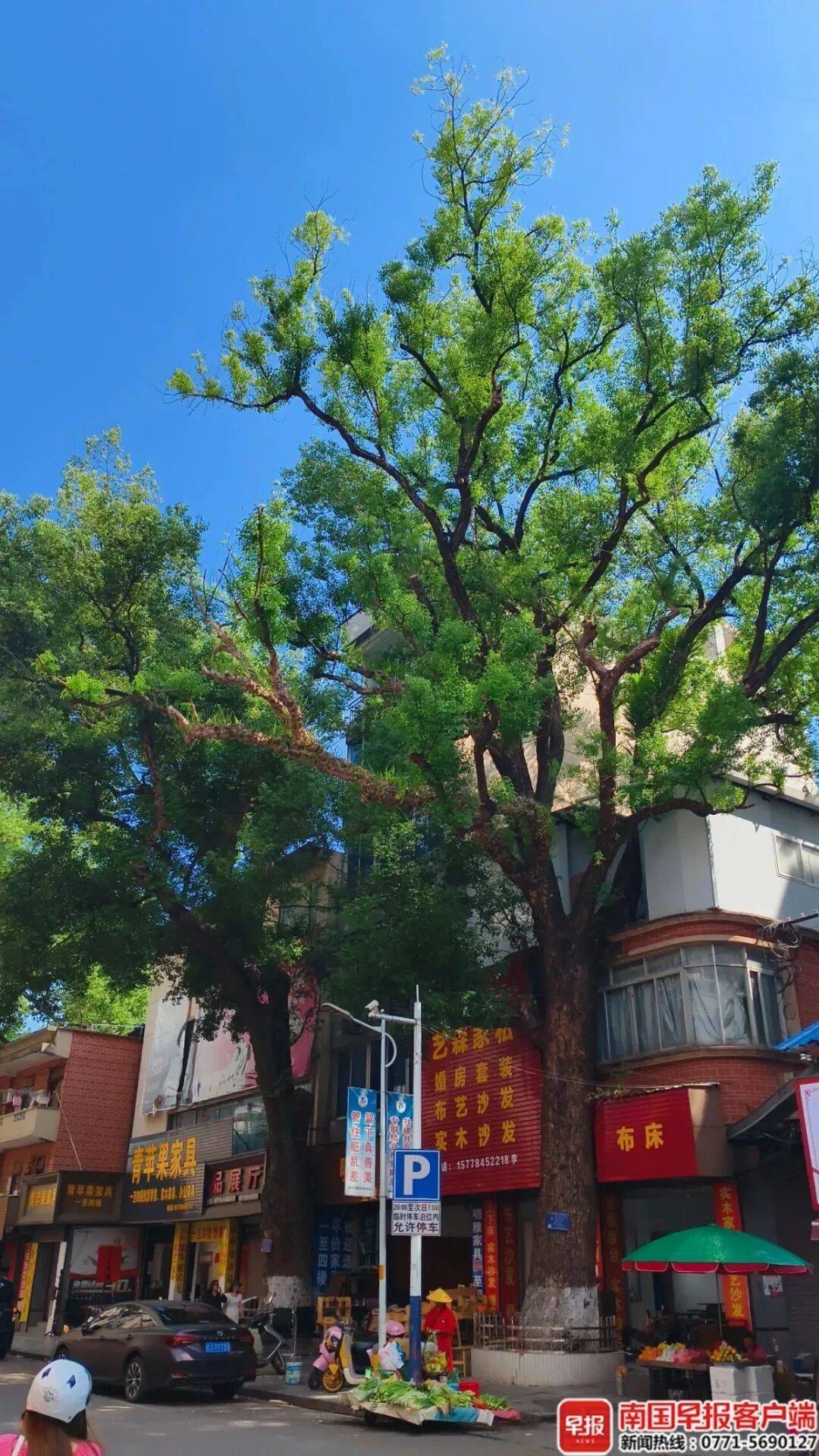 自家房屋采光被遮挡，广西贺州一男子给220年珍贵古树多次投毒！