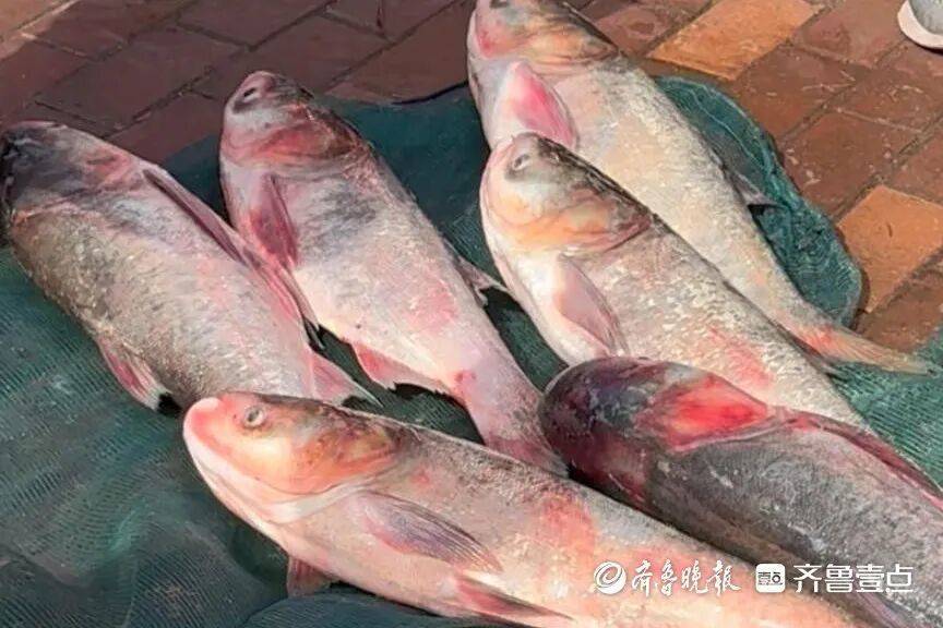 “鱼多得数不过来，一网子下去能捞好几条”济南锦绣川水库开闸放水，大量鲢鱼被冲出，工作人员：禁止捕捞！