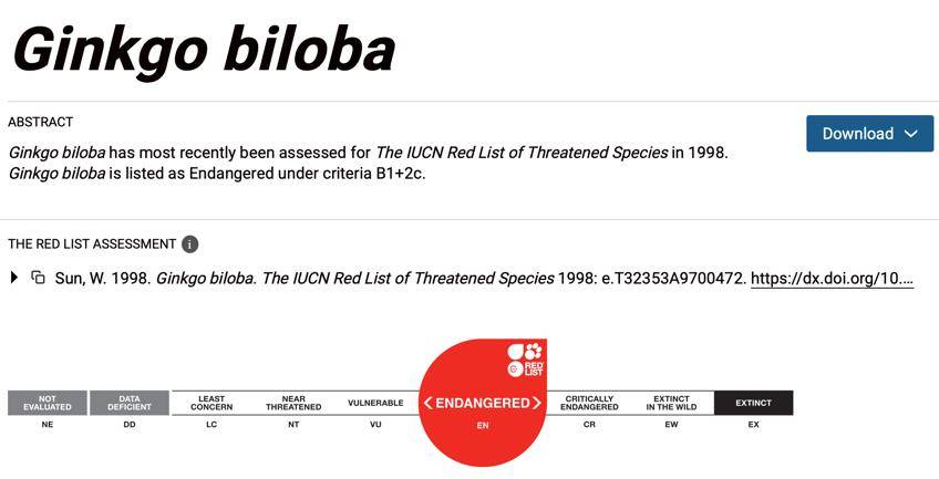 满大街都是银杏树，为什么还是濒危物种？