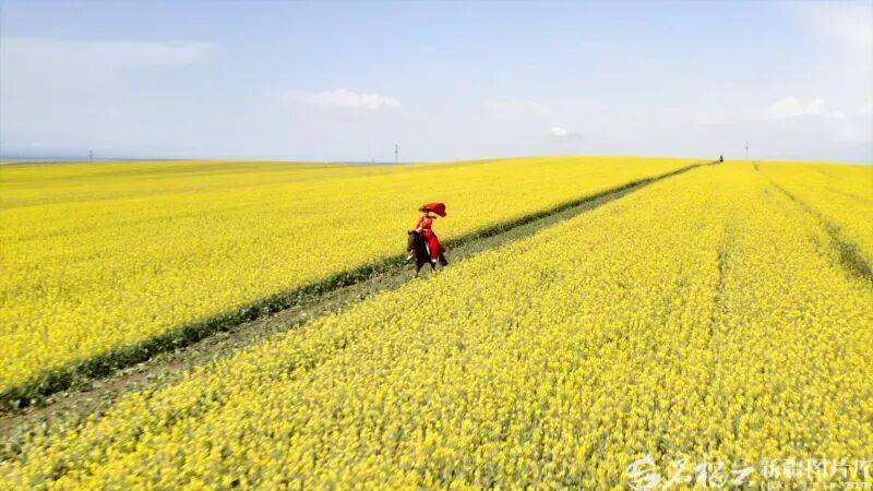 贺娇龙已安葬于昭苏公墓，其父亲亦葬于此地